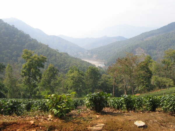 The Tea Estate